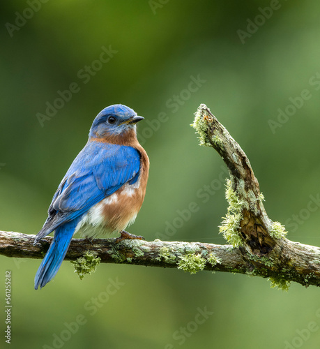 Eastern Bluebird, Sialia sialis bermudensis