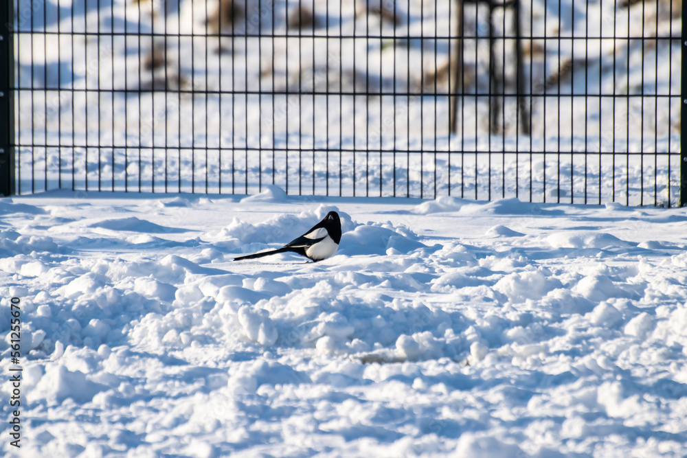 Fototapeta premium Black and white magpie bird on the snow in the city park. Snowy winter in Almere, the Netherlands.