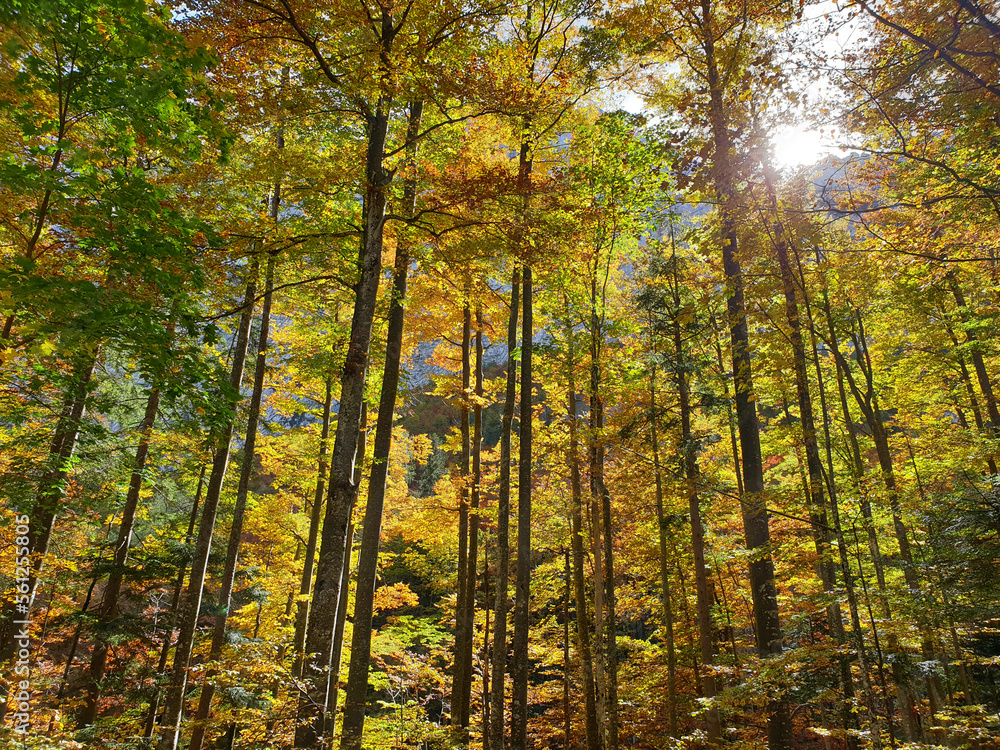 high autumn trees at sunny day at Logar valley - Slovenia