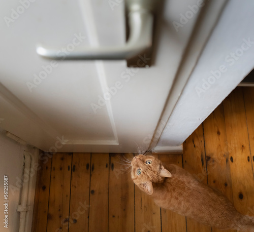 Cat in front of door photo