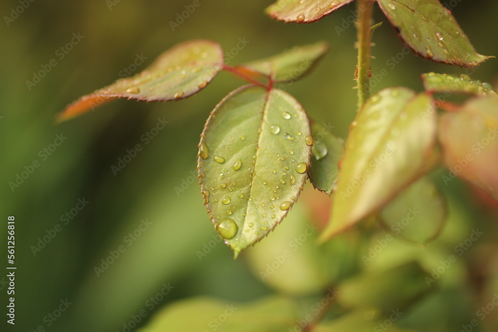 morning dew on a green flower leaf morning dew on a green flower leaf