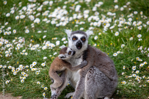 Enfant et bébé lémuriens