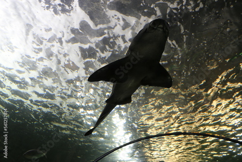 Haifisch