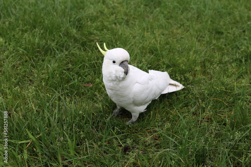 Vogel
