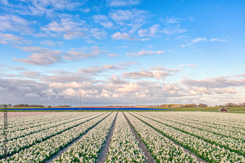 Cloudscape above a field of white tulips in The Netherlands during spring.