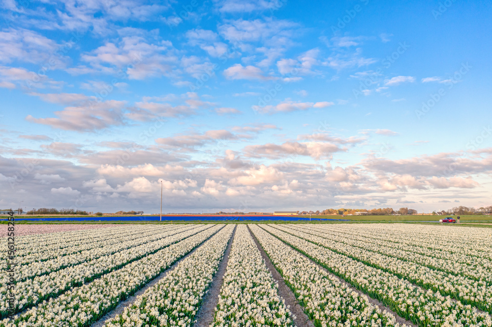 Cloudscape above a field of white tulips in The Netherlands during spring. Cloudscape above a field of white tulips in The Netherlands during spring.