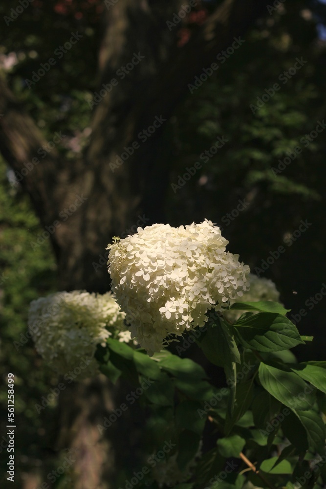 White flowers growing in the sun light. White flowers growing in the sun light.