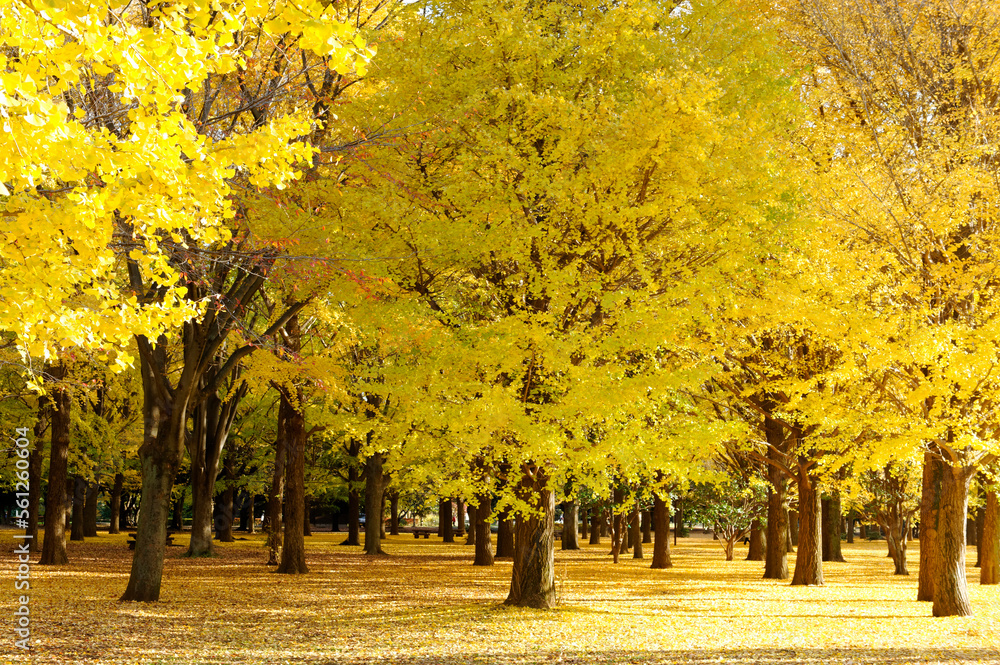 Fototapeta premium イチョウの公園