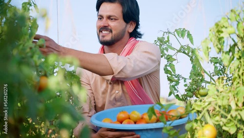 Happy indian farmer plucking tomatoes at horticulture or farmland - concept of village farming lifestyle, small agri business and organic produce