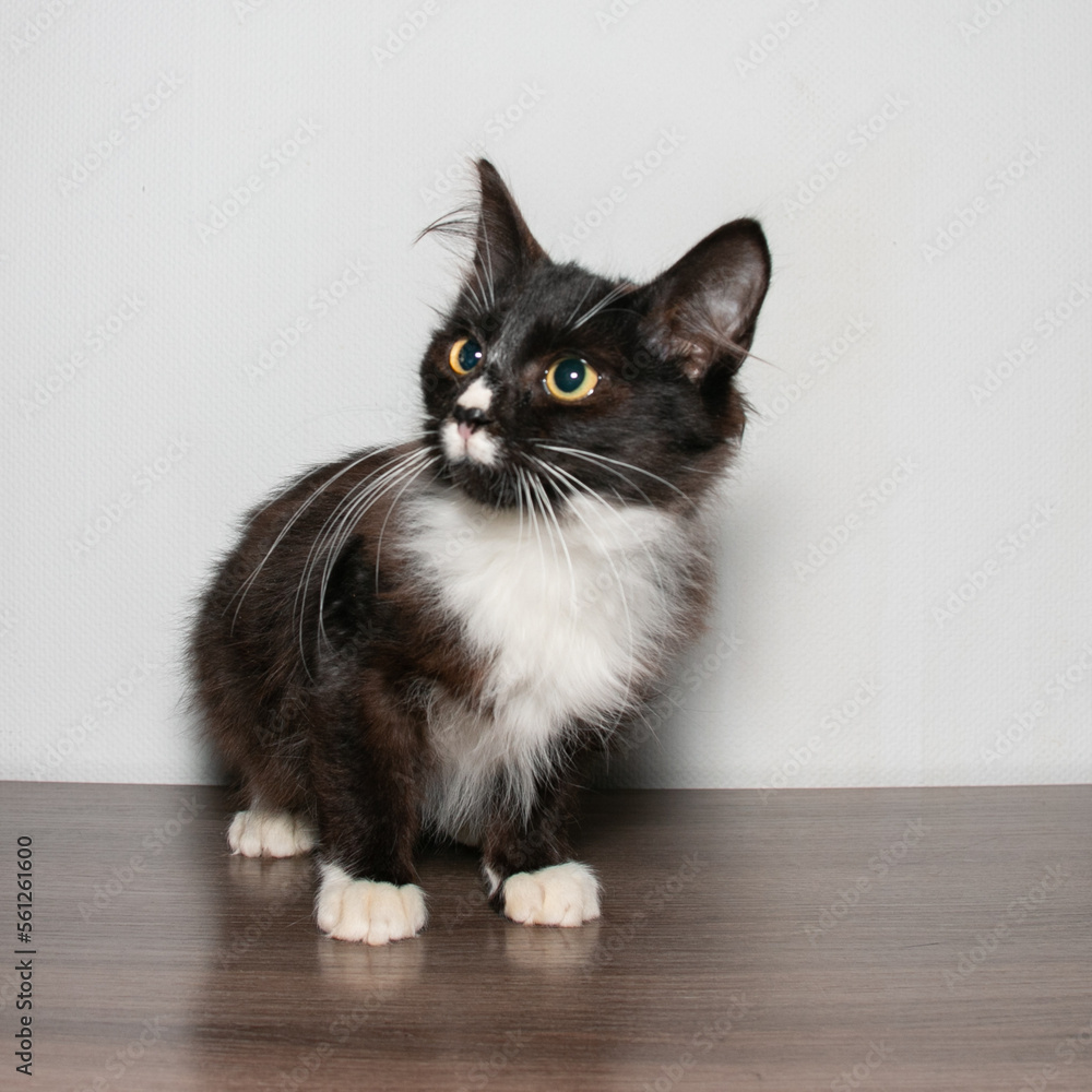 Obraz premium Funny little curious black kitten with white chest, paws, muzzle and long white whiskers.