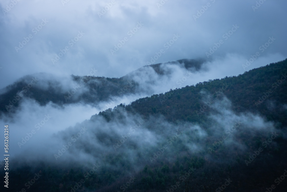 Niebla sobre bosque montañoso