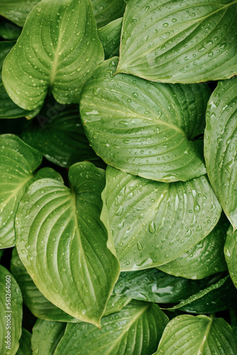 Close up of fresh green wet hosta leaves after the rain with water drops in summer garden. Natural texture background