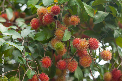 Rambutan Fruit