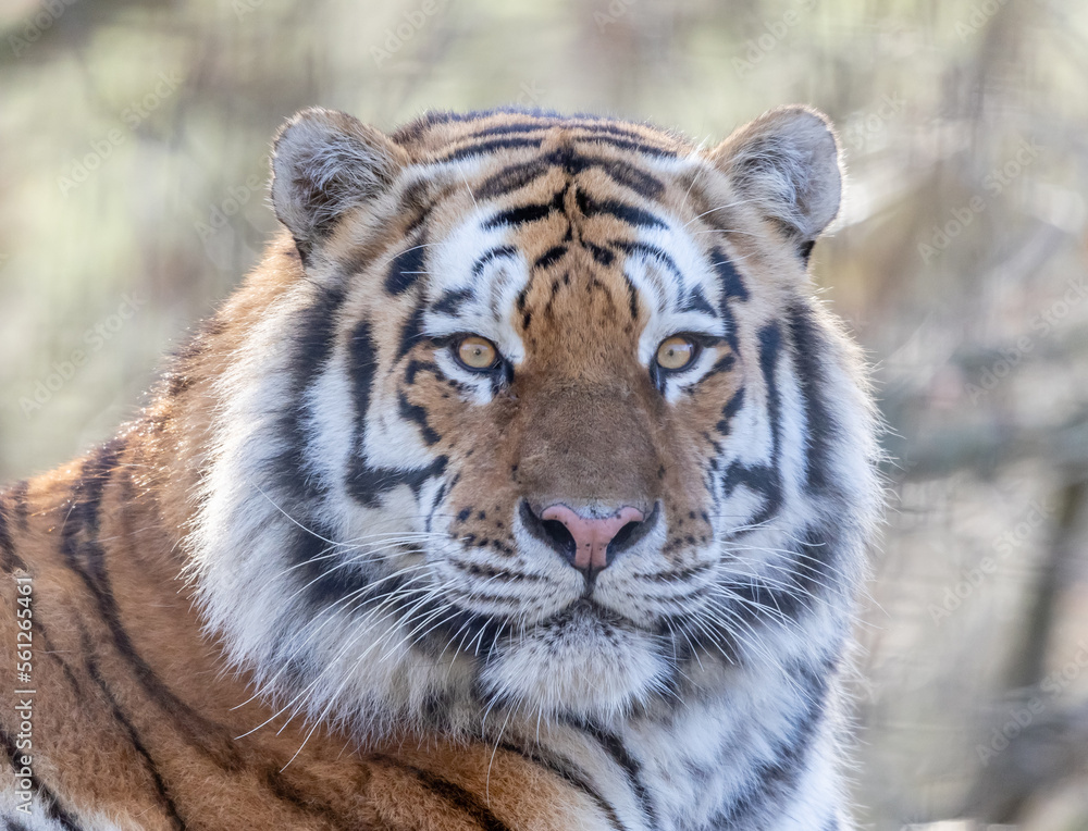 Naklejka premium tiger in a park