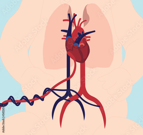 Fetal circulation illustration. Heart, veins and arteries schematic in the fetal circulation 