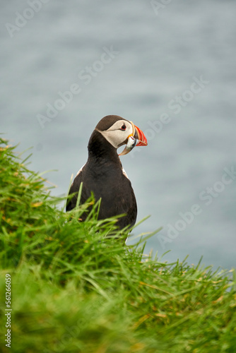 Atlantic puffins on Mykines, Faroe Islands photo