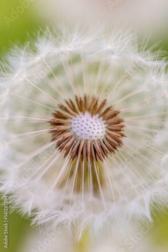 dandelion white seed new life