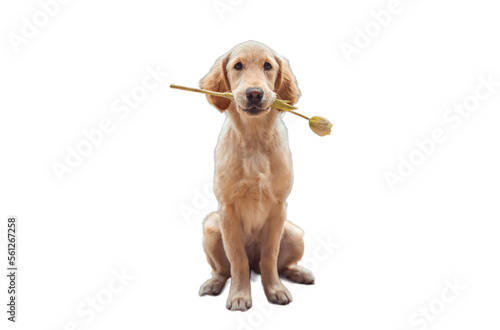 Dog with flower. Golden retriever dog with flower. 