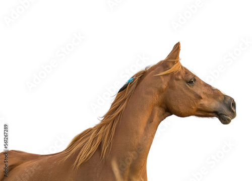 Fototapeta Naklejka Na Ścianę i Meble -  Horse isolated on white background