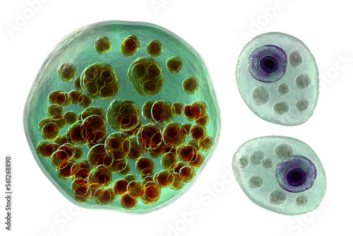 Rhinosporidium seeberi parasite, the causative agent of rhinosporidiosis, disease with formation of polypoidal masses in nasopharynx, 3D illustration photo