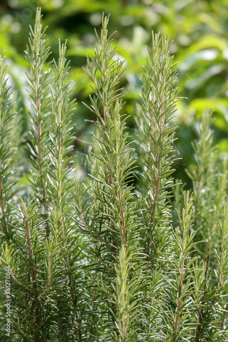 rosemary, herb healthy green cooking