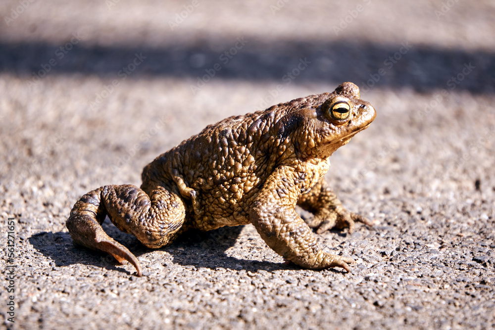 Obraz premium A toad basking in the sun in spring