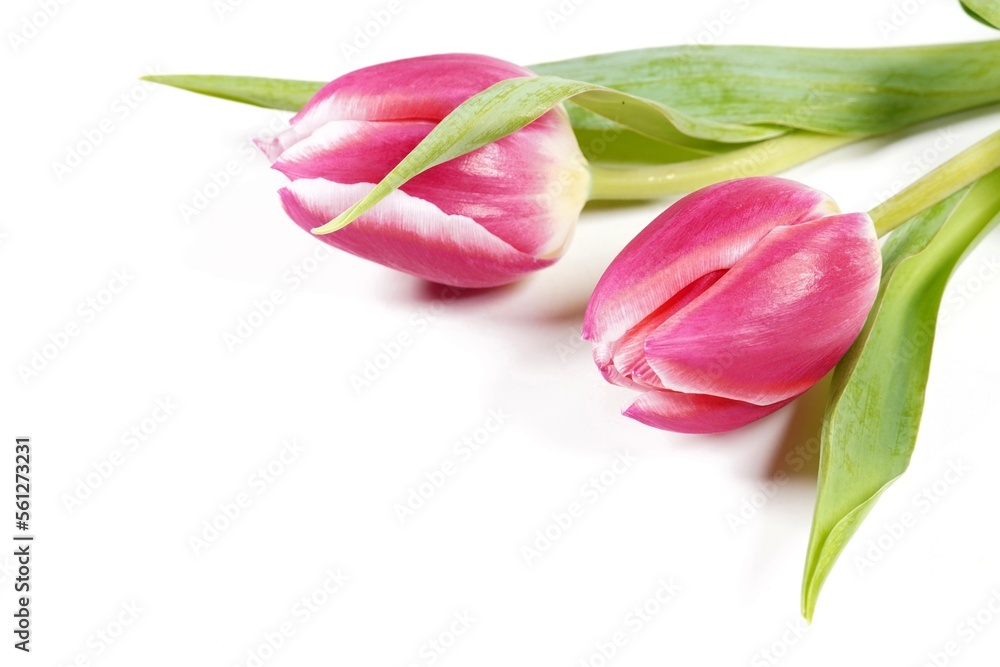 Tulpe rosa Tulpe rosa