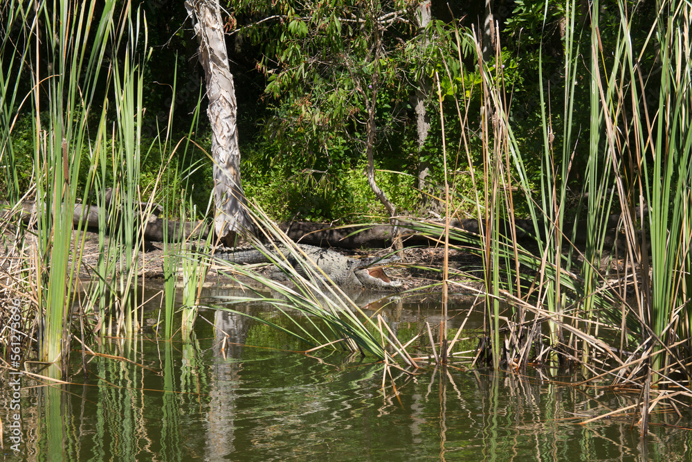 Obraz premium Crocodile, zoo cairns, 