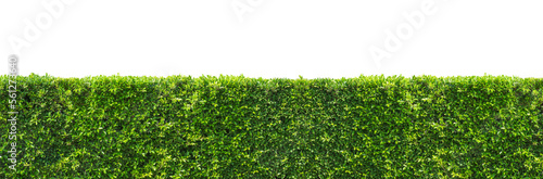 Panoramic view of green bush hedge on transparent background, png file photo