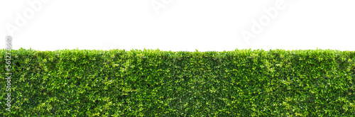 Panoramic view of green bush hedge on transparent background, png file