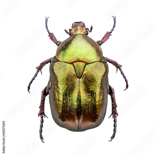 Foto Cetonia aurata, called the rose chafer