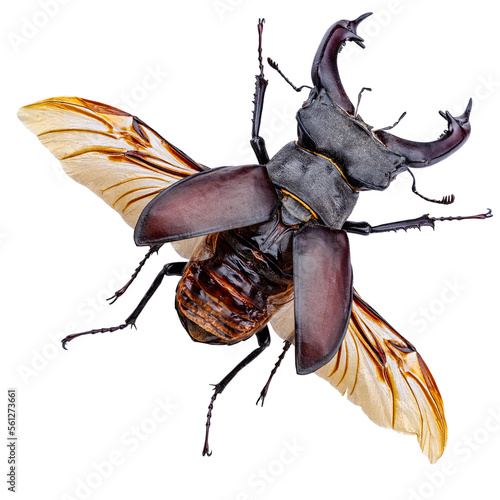 Canvas Print European stag beetle