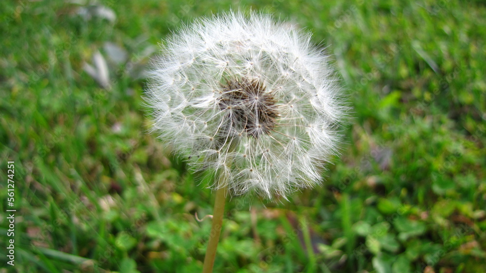 Fototapeta premium dandelion in the grass