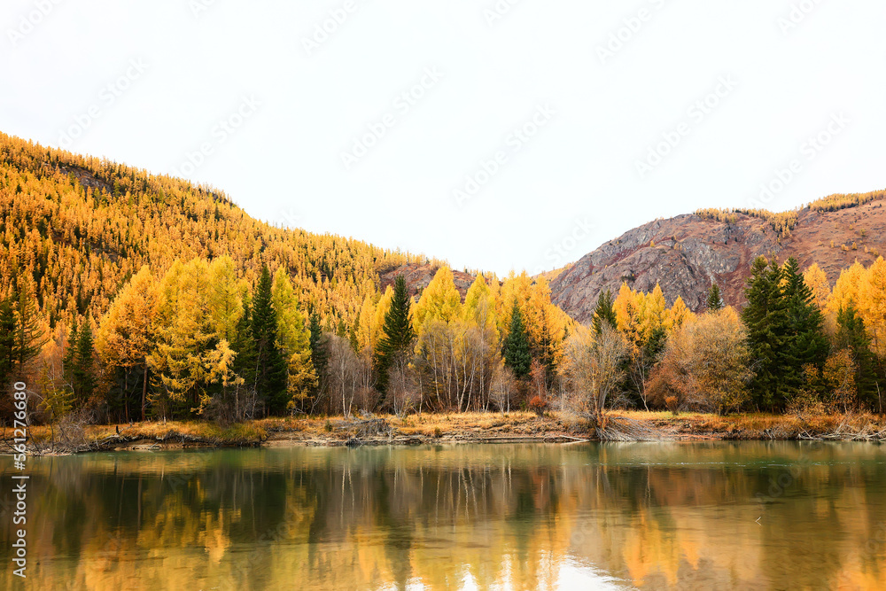 scenery yellow larch beautiful autumn forest, ecology climate change scenery yellow larch beautiful autumn forest, ecology climate change