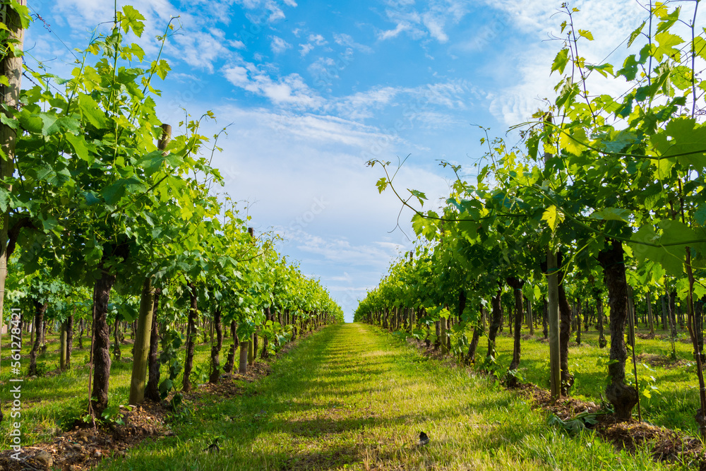 Fototapete mit Italienischer Weinberg mit sanften Hügeln #561278421