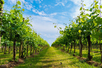 Foto auf Acrylglas Weingarten view of an Italian vineyard  © matteo