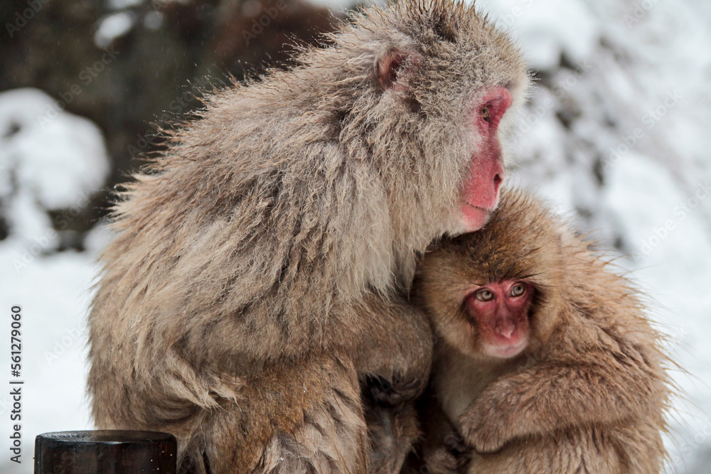 Obraz premium A family of Snow Monkies in japan enjoying a bath in the hot springs