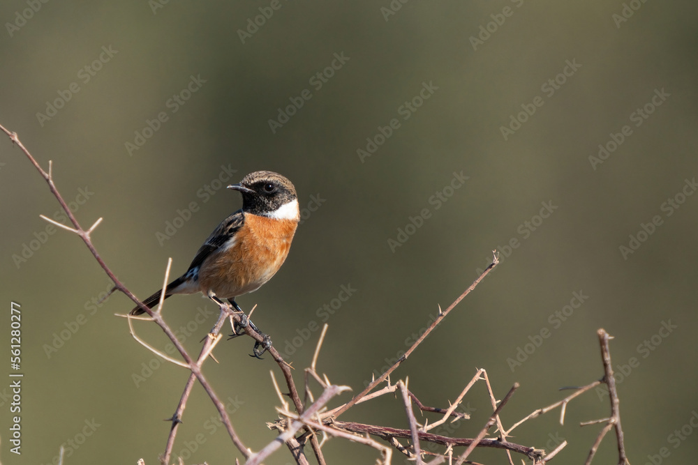 The European stonechat (Saxicola rubicola) is a small passerine bird that was formerly classed as a subspecies of the common stonechat. The European stonechat (Saxicola rubicola) is a small passerine bird that was formerly classed as a subspecies of the common stonechat.