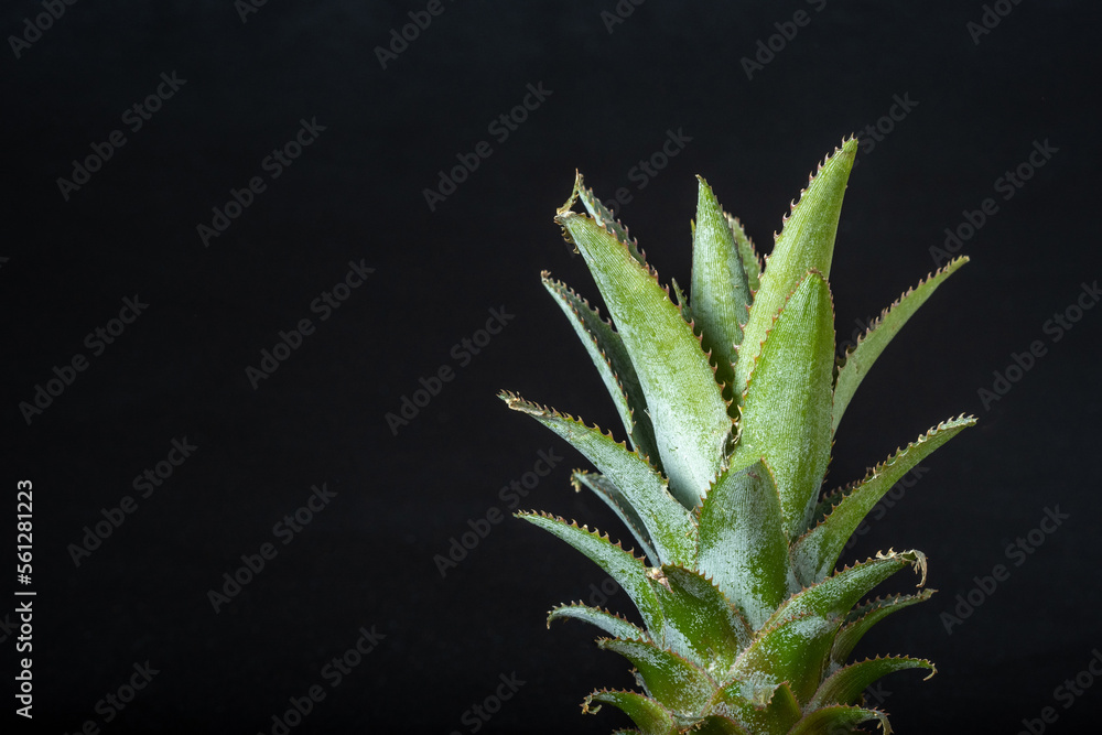 Ripe mini baby pineapple over dark background Ripe mini baby pineapple over dark background