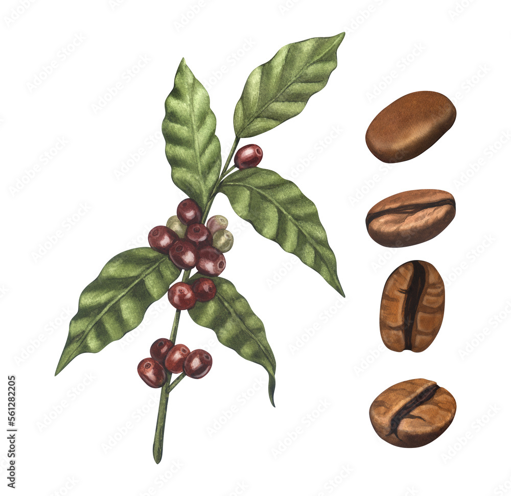 Watercolor set of red coffee arabica beans on branch with berries. Hand ...