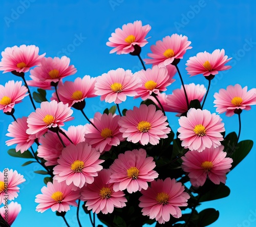 beautiful pink cosmos flowers in the garden