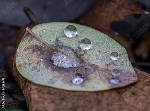 Water droplets on a leaf on the ground macro close up shot