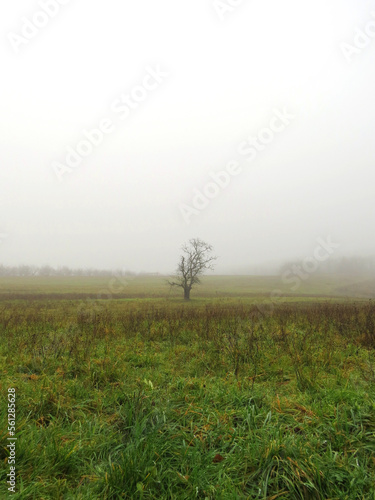 Gloomy autumn day with silhouette of small tree on field in front of grey sky