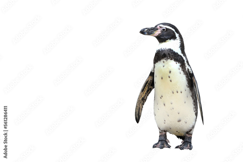 Fototapeta premium Humboldt penguin standing isolated on transparent background png file 