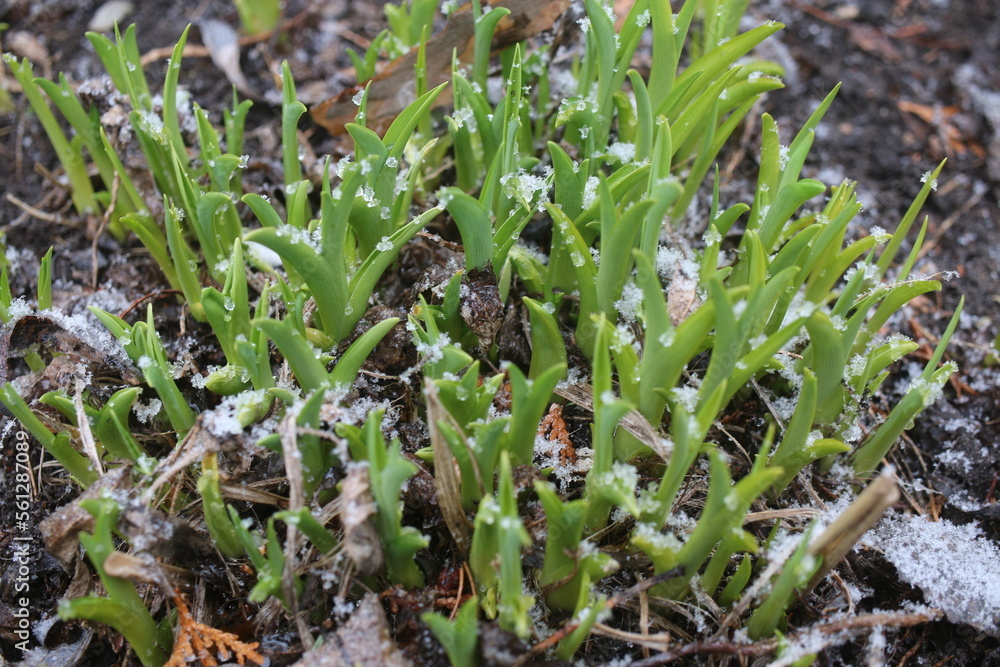 liliowiec „Autumn Red”