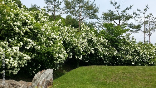 White Hydrangea in Full Bloom 