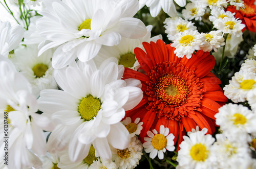 Floral background. Close-up of a bouquet of daisies and gerberas. White flowers.