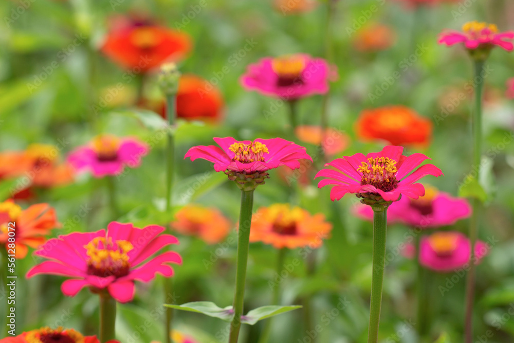 Zinnias flower garden with blurred background. high photo quality