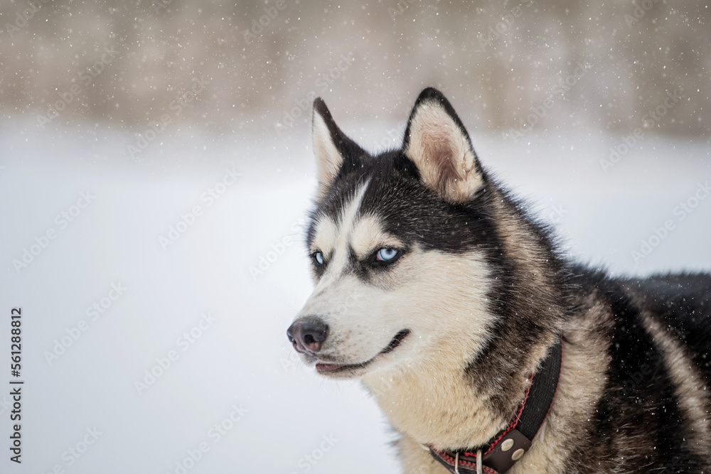 Husky dog portrait. Siberian husky with blue eyes in winter snowy park .