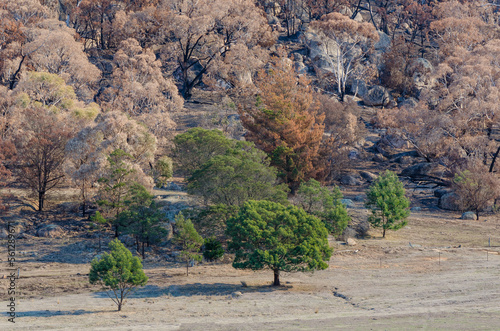 Mt Beckworth after fire burnt trees leaving patch of green photo